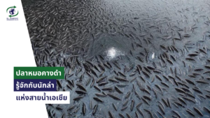 ปลาหมอคางดำ